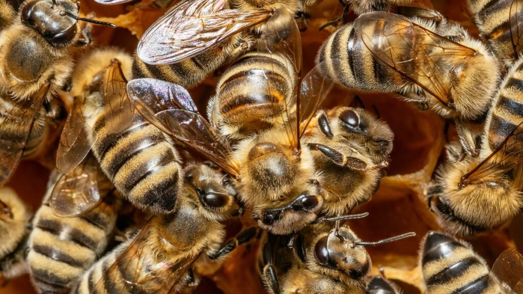 20.000 Bienen: Ist dies das gefährlichste Babybauch-Shooting der Welt?