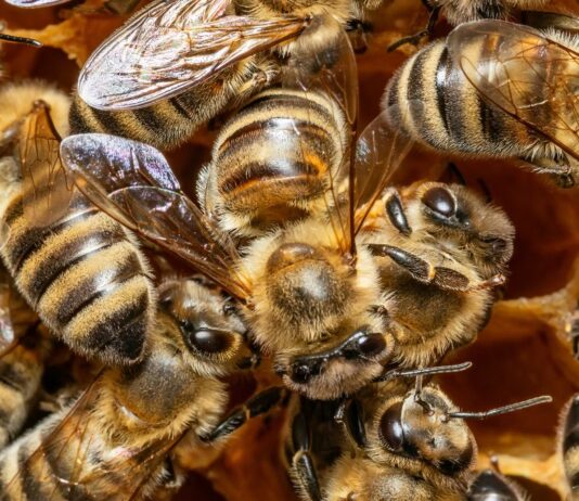 Eine Frau ließ sich bei einem Babybauch-Shooting von 20.000 Bienen umschwärmen.