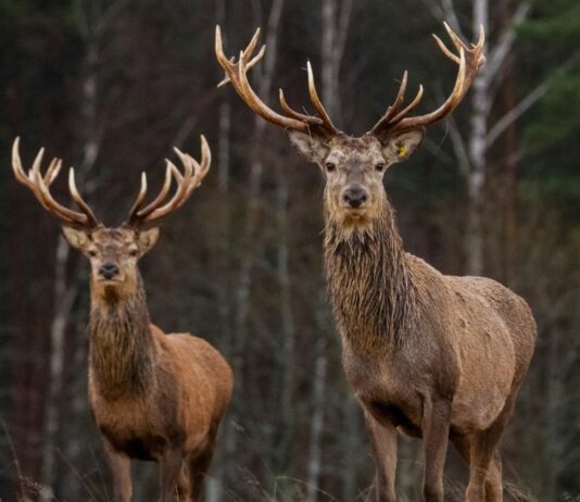 Eine Mama nimmt ihr Baby im Alter von nur sechs Wochen mit auf die Jagd.