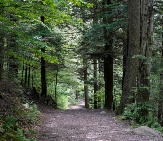 Ein achtjähriges Mädchen ist beim Wandern nahe der bayerischen Grenze verschwunden, und eine große Suchaktion läuft.