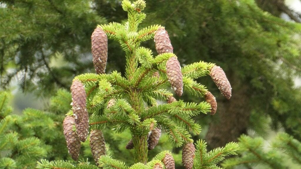 Oh, Tannenbaum, oh Tannnnenbaaaaum – wen bringst du mit ins Zimmer?