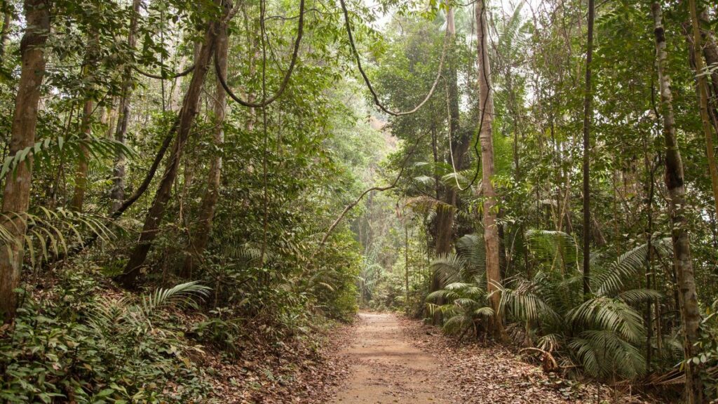 Schwierige Suche: Kinder überleben 17 Tage alleine im Regenwald