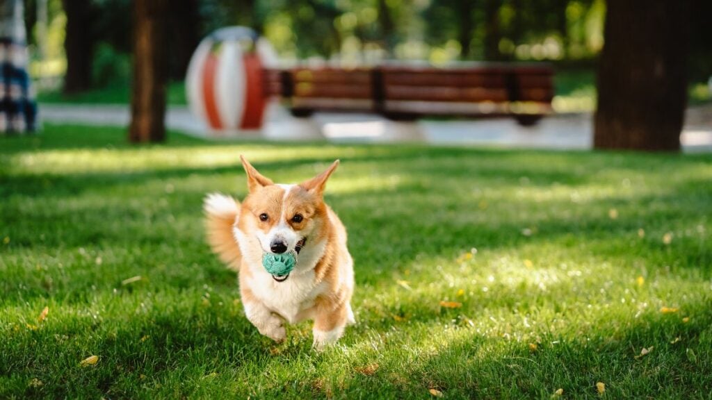 Junge oder Mädchen? Paar überlässt Hund die Entscheidung