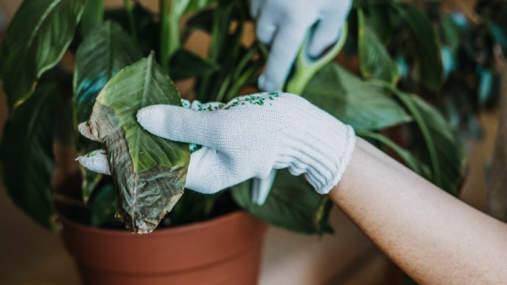 Baby aß Giftpilze aus Blumentopf: Vater warnt nun andere Eltern