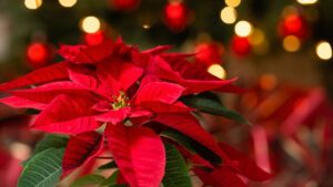 Eine der Dezember-Geburtsblumen ist der Weihnachtsstern.