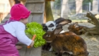 Kind füttert Hasen mit Möhren.