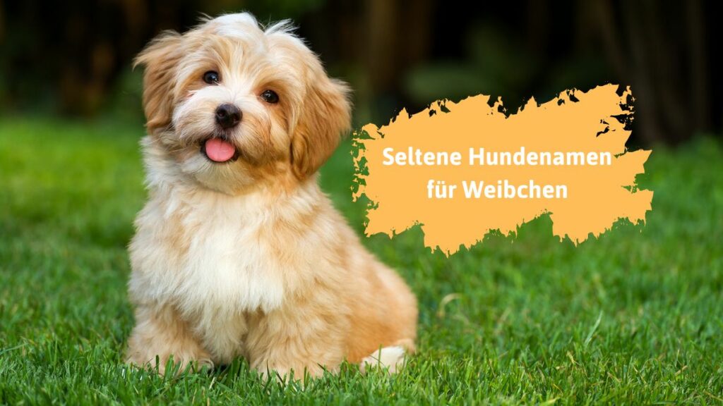 Seltene Hundenamen für Weibchen