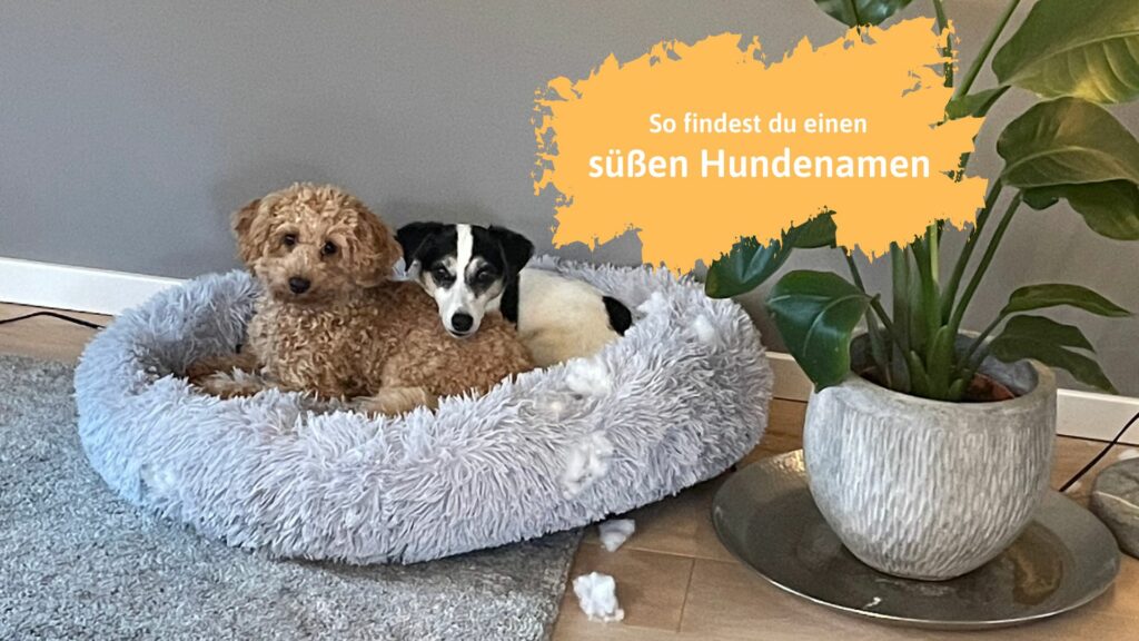 Wie finde ich einen süßen Hundenamen? Echte Hundemamas berichten