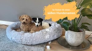 Süße Hundenamen kennen wir hier bei Echte Mamas viele!