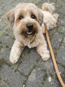 Süße Hundenamen: Das ist Happy, unser Havaneser.