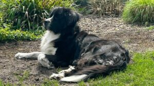 Also ehrlich, dieser majestätische Hund ist doch keine "Uschi". Foto: Echte Mamas / privat