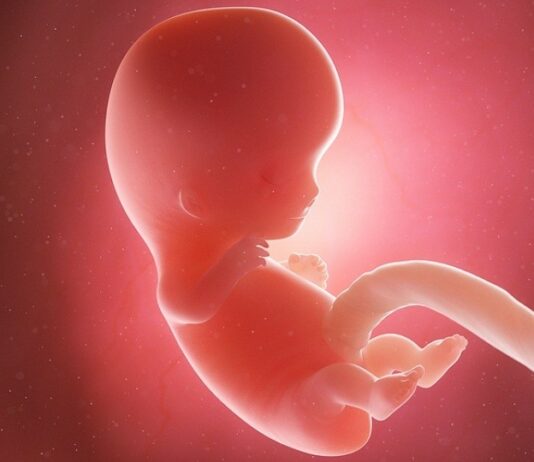 In der 9. SSW findet der Übergang vom Embryo zum Fötus statt. Foto: Bigstock