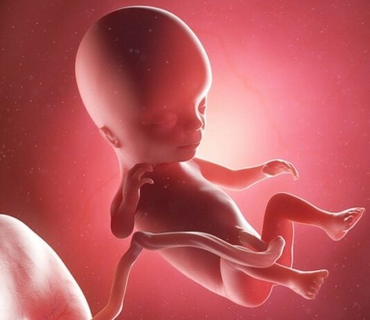 In der 14. SSW hat das Baby etwa die Größe eines kleinen Pfirsichs und Mamas Bauch beginnt, sich zu wölben. Grafik: Bigstock