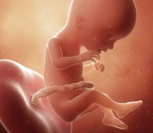 In der 17. Schwangerschaftswoche ist das Baby schon etwa 13cm lang. Grafik: Bigstock