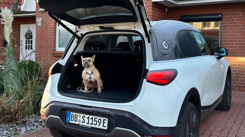 Hund sitzt in offenem Kofferraum von Auto