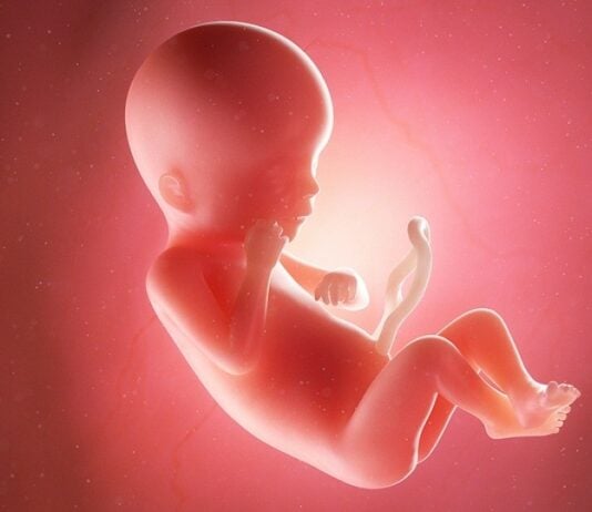 In der 19. Schwangerschaftswoche wiegt das Baby schon 200-240 Gramm. Grafik: Bigstock