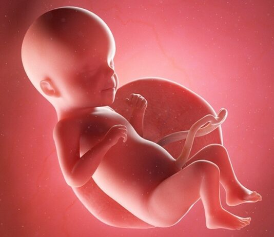 Spannend: Etwa ab SSW 26 beginnt das Baby, seine Augen zu öffnen. Grafik: Bigstock