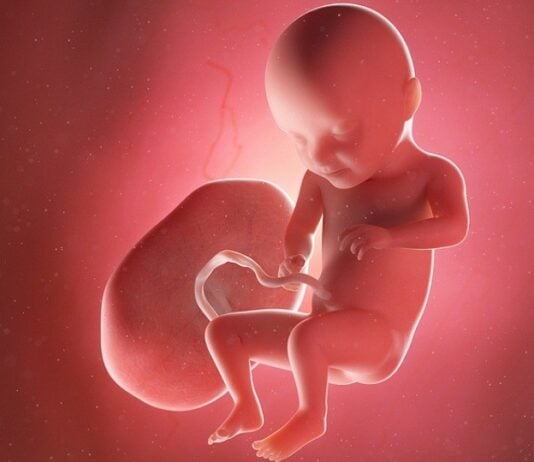 In SSW 31 liegt das Gewicht des Babys etwa schon bei 1,5 Kilogramm. Grafik: Bigstock