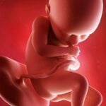 SSW 36: Langsam begibt sich dein Baby in die Geburtsposition. Grafik: Bigstock